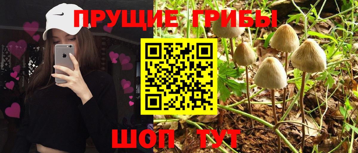 Галлюциногенные грибы Cubensis  Псилоцибиновые грибы Psilocybine cubensis  Чебаркуль  Вход с VPN 